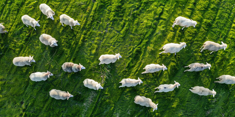  herd of sheep grazing in green meadow background 