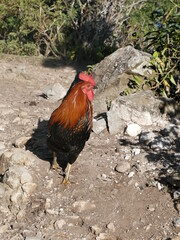 portrait of one rooster on the dirt path in sunlight, gallus gallus domesticus male chicken