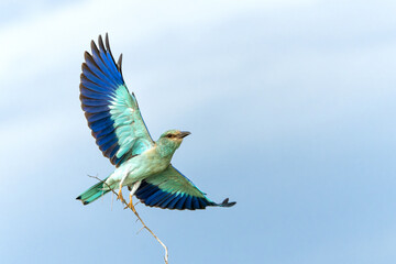 Obraz premium European Roller (Coracias garrulus) flying away from the top of a bush in Kruger National Park in South Africa