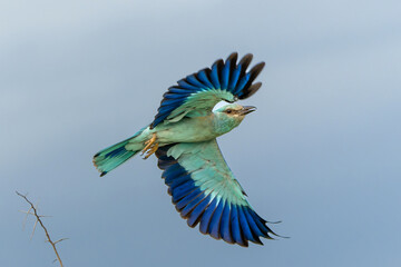 European Roller (Coracias garrulus) flying away from the top of a bush in Kruger National Park in South Africa