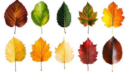 Fototapeta premium Collection of Ten Autumn Leaves Isolated on Transparent Background, PNG.