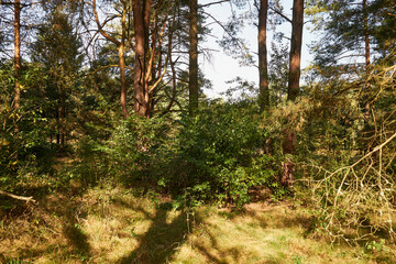 sosny,niebo  © Marcin Łazarczyk