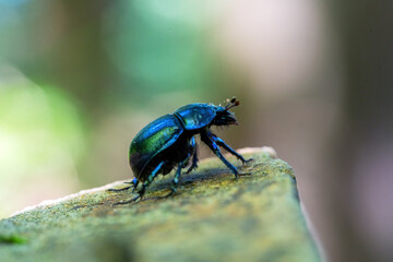 Beetle on a rock in the forest. Macro photography.