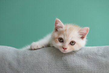 Fototapeta na wymiar Cute little Scottish white kitten lying on gray plaid and looking at camera over green wall at home