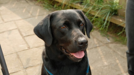 black labrador retriever dog