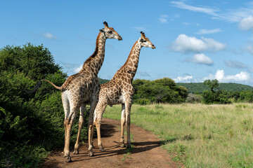 Giraffe in the green season in Zuka Private Game Reserve in Kwa Zulu Natal close to Mkuze in South Africa     