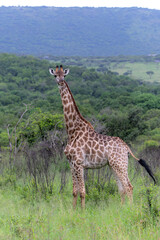 Obraz premium Giraffe in the green season in Zuka Private Game Reserve in Kwa Zulu Natal close to Mkuze in South Africa 