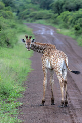 Giraffe in the green season in Zuka Private Game Reserve in Kwa Zulu Natal close to Mkuze in South Africa     