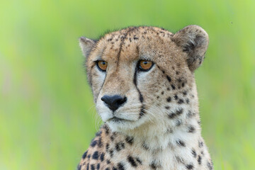Cheetah (Acinonyx jubatus) Portrait in Mkuze Falls Game Reserve near the Mkuze River in South Africa