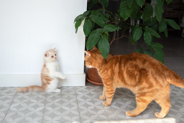 Two cats at home. A kitten and an adult cat playing and fighting. Adaptation to a kitten's new home