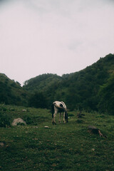 Naklejka premium horse in the mountains