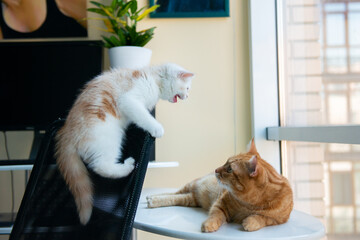 Two cats sort things out at home. A kitten and an adult cat are fighting or playing in the owner's workplace