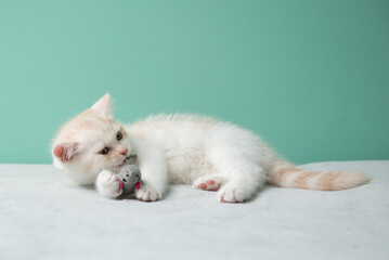 Cute little white kitten playing with toy mouse on gray sofa at home