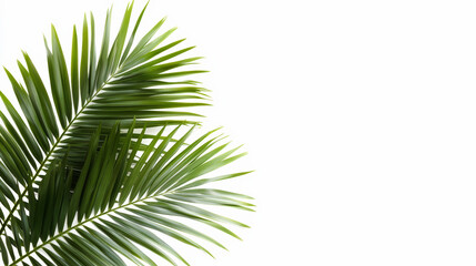 Fototapeta premium Green palm leaves isolated on a white background, displaying their natural texture and vibrant color, suggesting a tropical or natural theme.