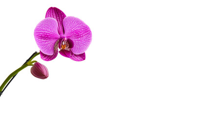 Fototapeta premium A single, vibrant purple orchid flower and a bud on a green stem, set against a plain white background.