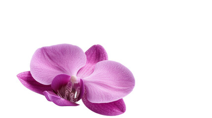 Fototapeta na wymiar A vibrant purple orchid blossom, delicately detailed, is set against a pristine white background, showcasing its elegant petals and intricate center.