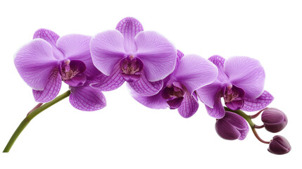 Naklejka premium A stunning arrangement of five purple orchids in bloom, accompanied by several unopened buds, set against a clean white background.
