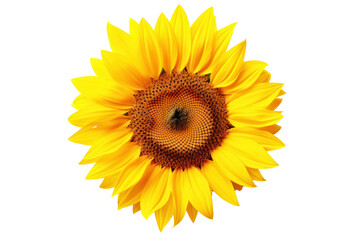 Naklejka premium Close-up of a single vibrant sunflower isolated on white background