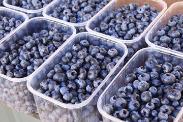 Fresh bright blueberries in transparent plastic trays sold at the seasonal market in Vilnius, Lithuania.