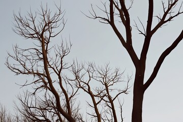 Delicate Withered Tree Branches on Bright White Background
