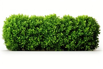 Obraz premium Boxwood shrubs plant hedge day.
