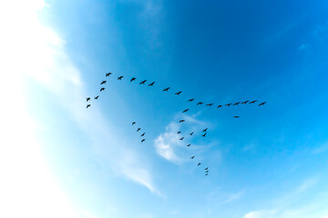 Geese moving away for winter