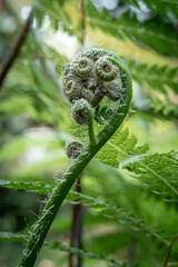 Fern plants grow to decorate the yard of a restaurant