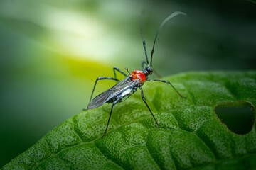 tea mosquito bugs that land on green leaves