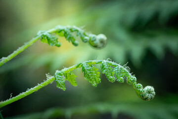 Fern plants grow to decorate the yard of a restaurant