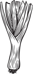 Leek line drawing isolated on white background.