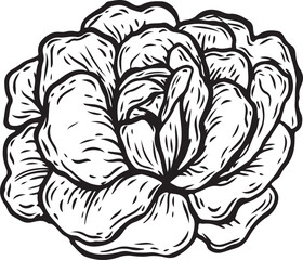 Engraved lettuce salad vector illustration.