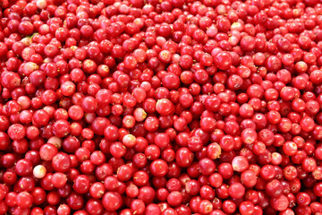 The texture of fresh bright cowberries or cranberry sold at the seasonal market in Vilnius, Lithuania.