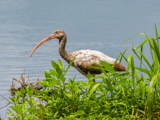 juvenile American white ibis perched at the bank of a small pond