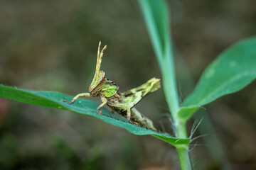 short horned grasshopper perched on green grass
