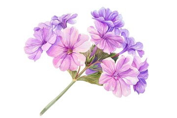 Purple Verbena Blossom and Aroma Lamp. Hand-drawn Watercolor Illustration on White Background