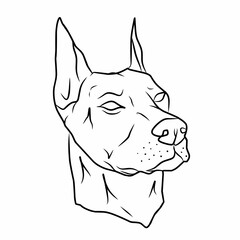 Vector illustration of a doberman dog head on a white background
