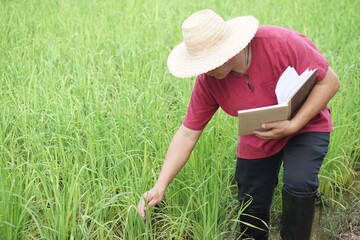 Asian man farmer is at paddy field, holds notebook paper, inspects growth and disease of plants....