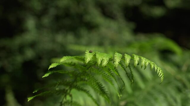 A fern leaf slowly moving in the breeze with a fly holding on