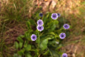 Indigo colored blossom Globularia vulgaris flowers