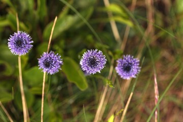 Indigo colored blossom Globularia vulgaris flowers