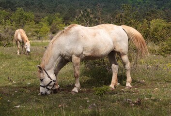 Grazing horse on pasture