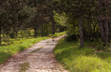 Wild rabbit sitting on a path