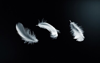 Obraz premium three delicate white feathers floating isolated on a black background
