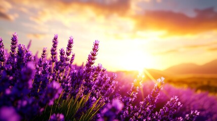 Naklejka premium Lavender field bathed in golden sunlight, vibrant purple hues contrasting with the clear sky, depicted in hyper-realistic 3D rendering, every flower detailed, evoking calm and peace.