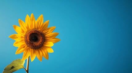 Obraz premium A single sunflower with vivid yellow petals against a bright blue sky, minimalist, photorealism, high contrast, summer vibes, sharp focus.