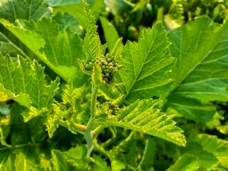 The Beauty and Benefits of Canola Flowers: A Blooming Wonder in Agriculture and Health