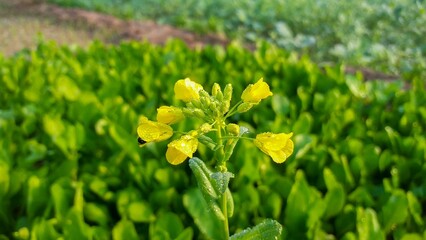 The Beauty and Benefits of Canola Flowers: A Blooming Wonder in Agriculture and Health