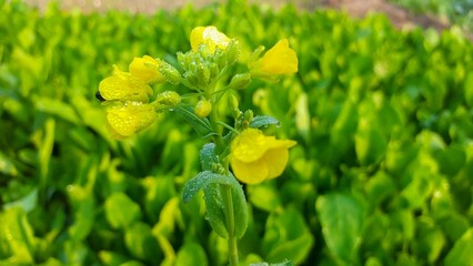 The Beauty and Benefits of Canola Flowers: A Blooming Wonder in Agriculture and Health