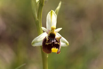 Close up of blooming Globularia