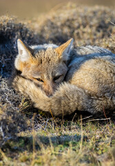 Patagonia Grey Fox, Pseudalopex griseus, Torres del Paine National Park, Chile
